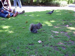 Sciurus carolinensis