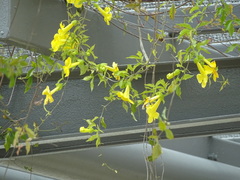 Dolichandra unguis-cati