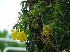 Dolichandra unguis-cati