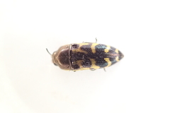 Acmaeodera mixta
