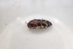 Acmaeodera mixta