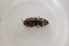 Acmaeodera mixta