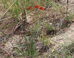 Haemodorum coccineum