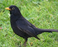 Turdus merula
