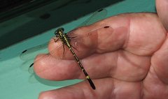 Austrogomphus prasinus