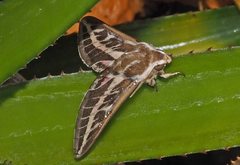 Hyles livornicoides