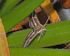 Hyles livornicoides
