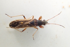 Paromius longulus