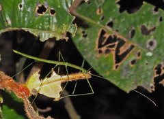Sipyloidea rentzi