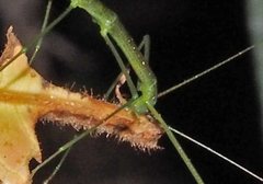 Sipyloidea rentzi