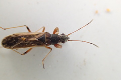 Paromius longulus