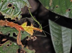 Sipyloidea rentzi