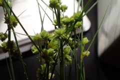 Cyperus acuminatus