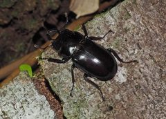 Prosopocoilus torresensis