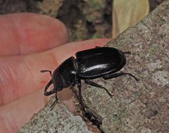 Prosopocoilus torresensis