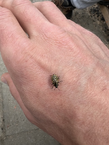 Spotted Willow Leaf Beetle, Kijkuit, Axel, Zeeland, NL, photo 4 of 10