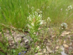 Castilleja attenuata