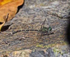 Hemigomphus theischingeri