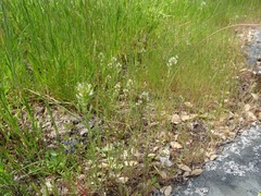 Castilleja attenuata