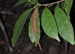 Saproscincus basiliscus