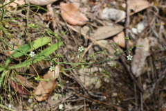 Thesium divaricatum