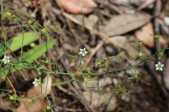 Thesium divaricatum