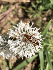 Lepturini