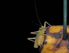 Austrosalomona destructor