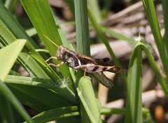 Stenocatantops angustifrons
