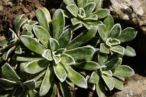 Saxifraga catalaunica, photograph 6