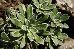 Saxifraga catalaunica, photograph Eric Knight, CC BY, iNaturalist via GBIF