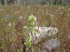 Castilleja attenuata