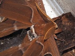 Coscinocera hercules