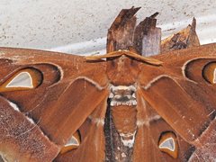 Coscinocera hercules