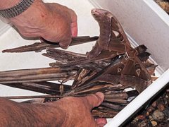 Coscinocera hercules