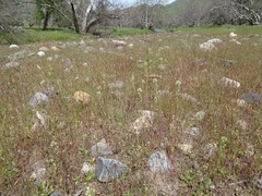 Castilleja attenuata