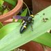 黃頭雙斑土蜂 - Photo (c) hnya3065，保留部份權利CC BY-NC