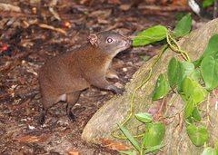 Hypsiprymnodon moschatus