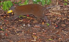 Hypsiprymnodon moschatus