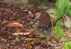 Hypsiprymnodon moschatus