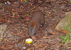 Hypsiprymnodon moschatus