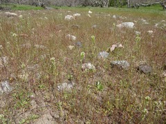 Castilleja attenuata