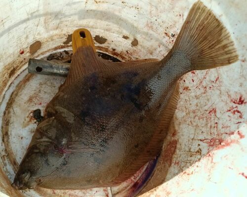 Flathead flounder (Hippoglossoides dubius) — Pleuronectidae — 2