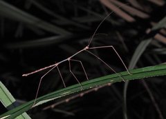 Austrocarausius decorus