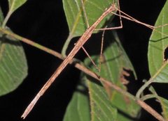 Sipyloidea larryi