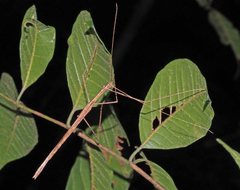 Sipyloidea larryi