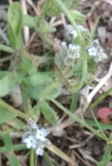 Myosotis stricta
