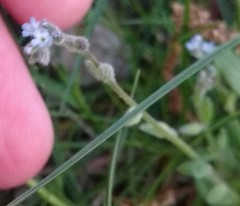 Myosotis stricta