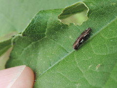 Agrilus pectoralis