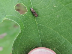 Agrilus pectoralis